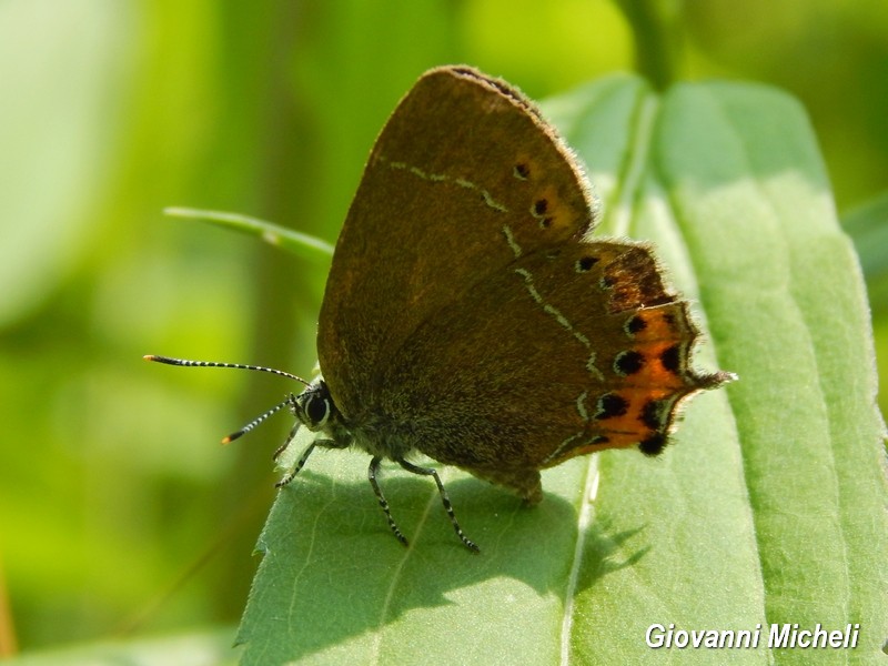 Alla ricerca del Satyrium pruni